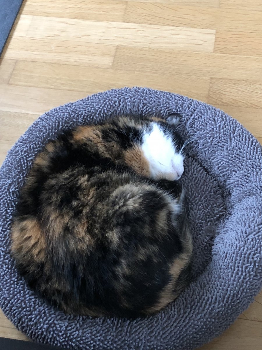 Meine Susi bei ihrer Lieblingsbeschäftigung. :) Gern gehen wir dieser Beschäftigung gemeinsam nach. ;)