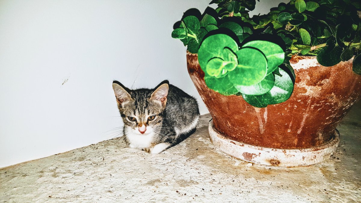 für Gundel: Mini Mieze