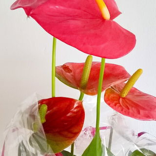 Die einzig wahren Flami...