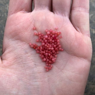 Badeperlen - Palmarosa & Pfingstrose - Belohne dich - Kneipp