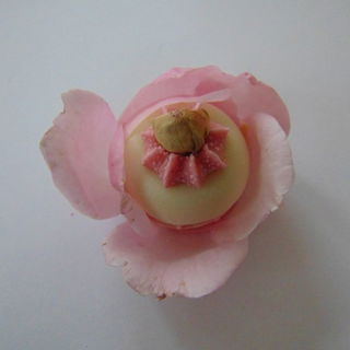 BadeDonut - Ice Rose - Badefee